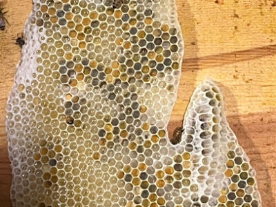 POHLCATs Miss BEE-Haven llc