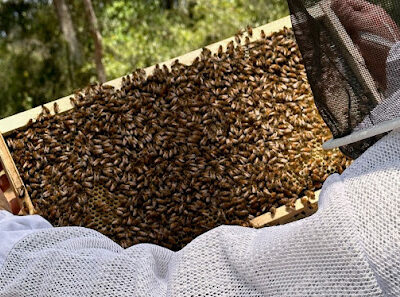 Wild Water Apiary