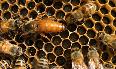 River Valley Honey Company
