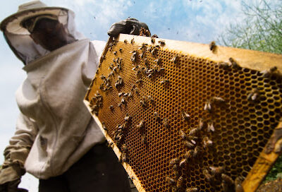 Bees knees