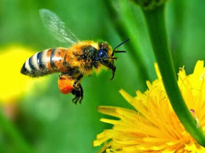Bee Catchers, Inc.