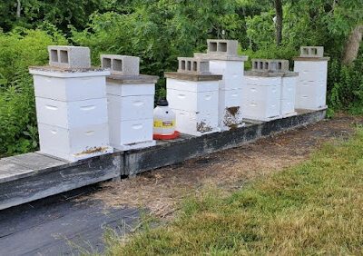 Stiletto Bee Queen Apiaries