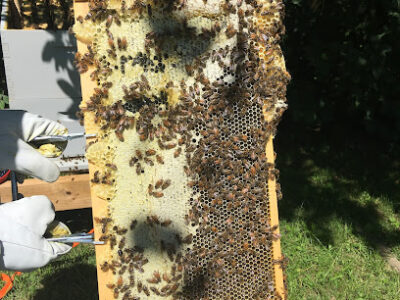 Hoss' Sweet Hives