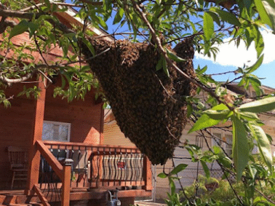 Shadow Mountain Honey Company