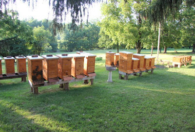 Bob's Bees Honey