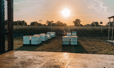 Corley Bee Co