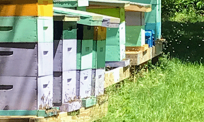 E’s Bees -Local Honey