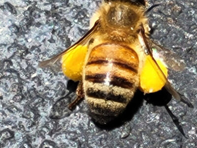 KD_Bee's Apiary Bee farm