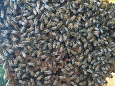 Honey Badger Bee Removal - Santa Barbara, Ca