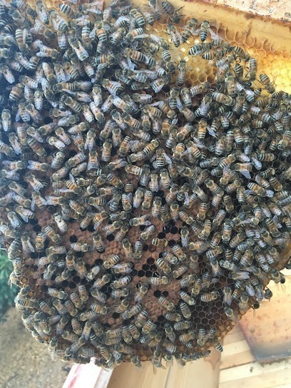 Honey Badger Bee Removal - Santa Barbara, Ca
