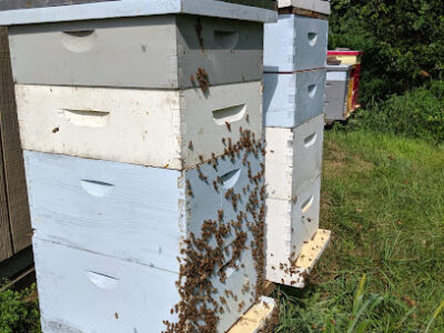 Buddha's Bees Apiary