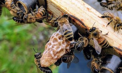 Hardworking Bees Inc.
