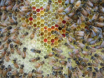 Red Beard Bees