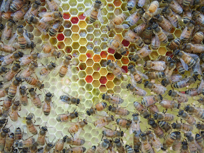 Red Beard Bees