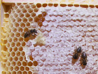 Green Mountain Bee Farm