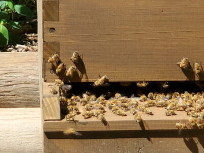 Happy Honeybee Habitats