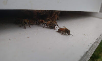 Camco Honey