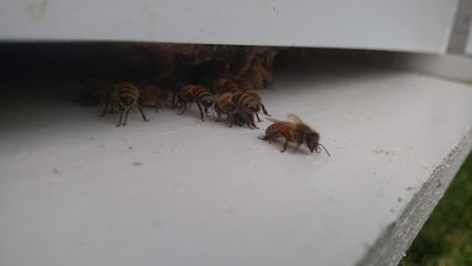 Camco Honey