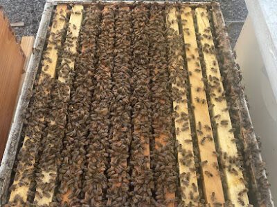 Allums Farms and Apiary, LLC