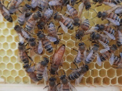 May-Fay Apiary