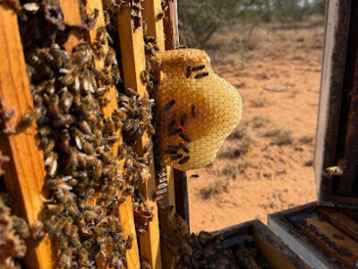 Youngblood's Honey