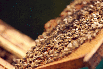 Western Maryland Apiaries