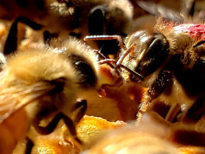 Ebert Honey LLC