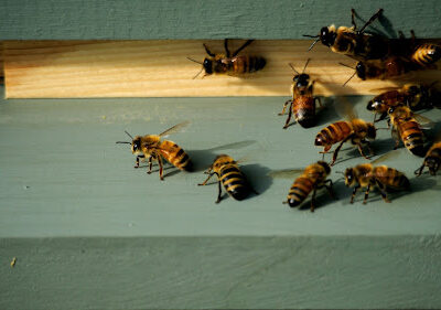 Honey From The Haute