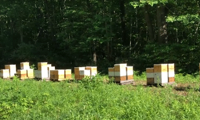 Barbat's Bees