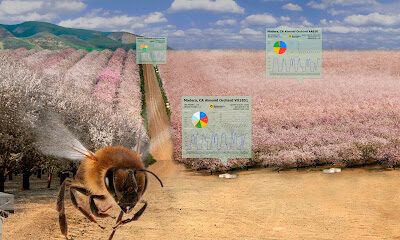BeeHero