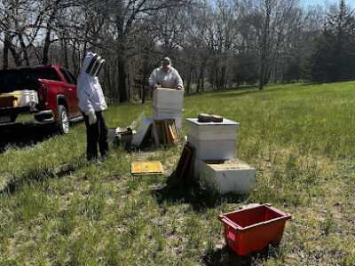 the bee project