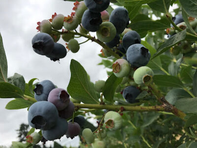 Eisert Blues