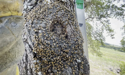 K² Apiary & Bee Removals