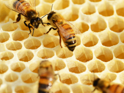 The Great Lakes Bee Company