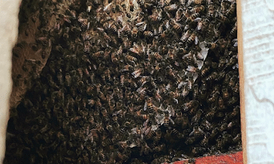 Chacon's Live Bee Rehoming LLC