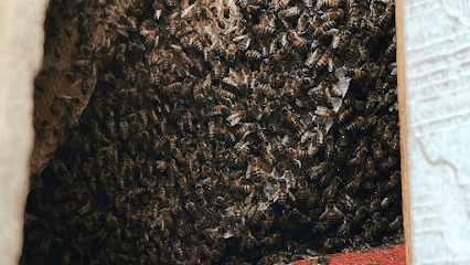Chacon's Live Bee Rehoming LLC