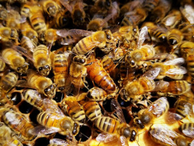 The McBee's Knees Apiary and Gifts