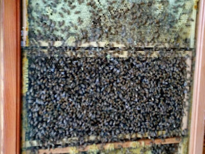 Honey Shack