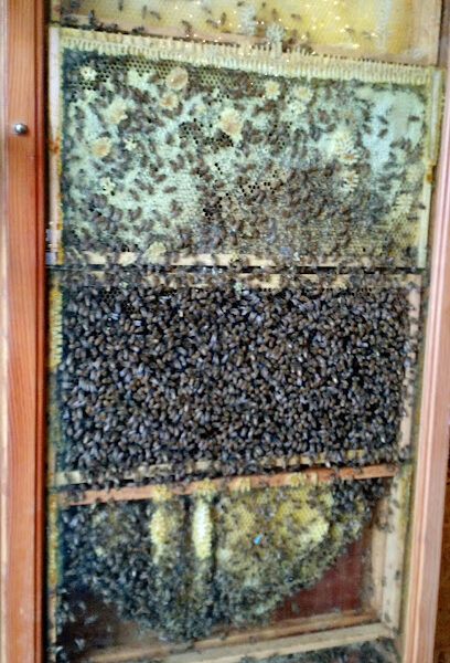 Honey Shack