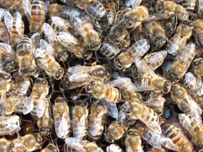 coy bee company