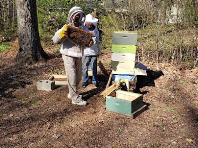 Willow's Bees