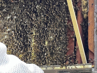 Bufkin Honey Bee Removal