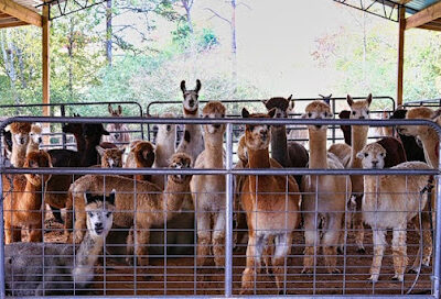 TMMA Farms & Sanctuary