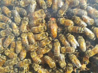Five Star Honey Farms
