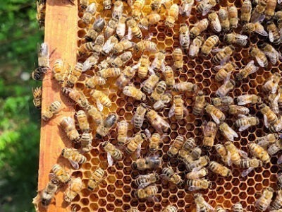 The Barefoot Beekeeper