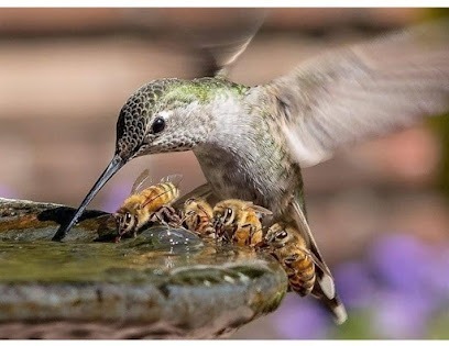 T's Bees LLC