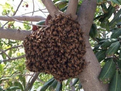 Ventura Bee Removal Specialist