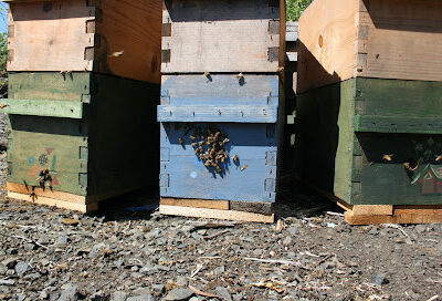 Pacific Apiary Collective
