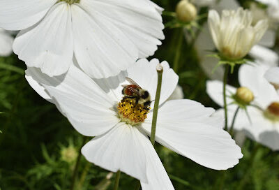 Hillside Beekeeping Supplies