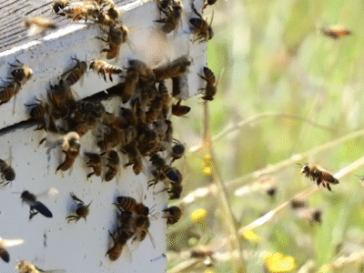 Ten Box Bee Supply